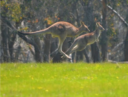 022 - Australia - Kangaroo