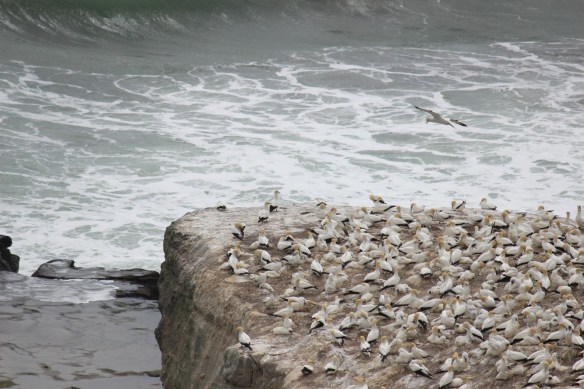 0180_gannets_takapu_muriwai_beach